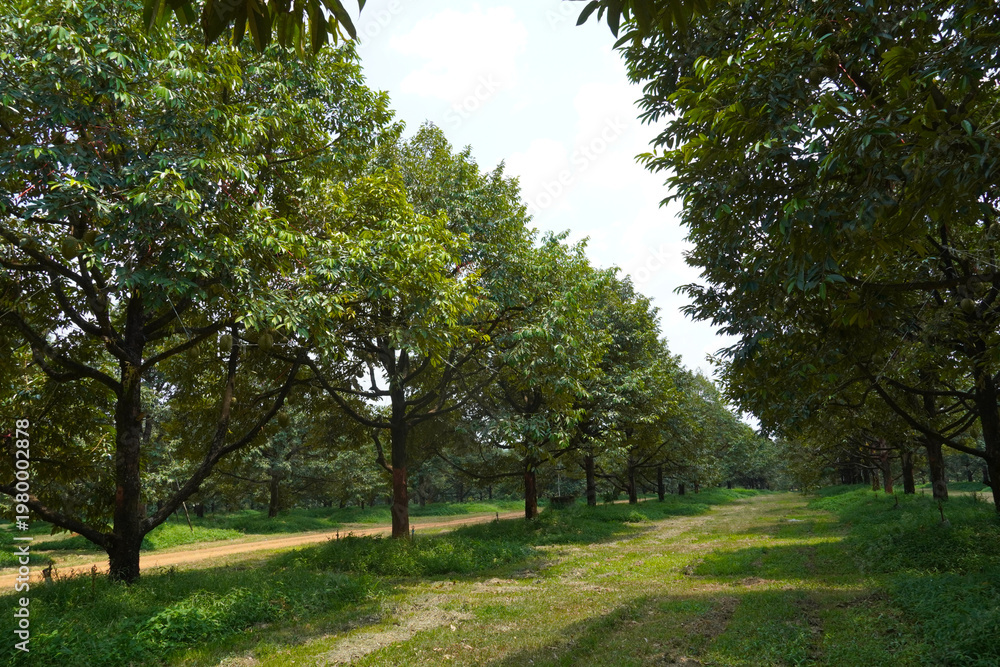 Fototapeta premium Fresh durian tree with nice sky in the garden in Thailand