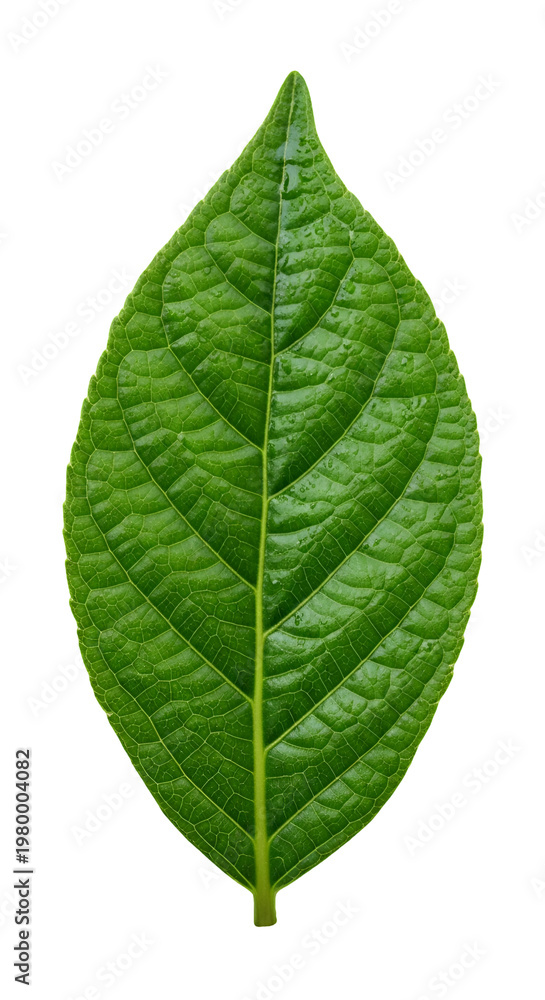 Fototapeta premium Bright green leaf with detailed venation on a black background showcasing its intricate texture and organic form in isolation