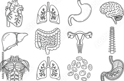 Human internal organs anatomical icons set featuring heart lungs stomach brain liver intestines uterus spine and muscles black and white line art vector illustration