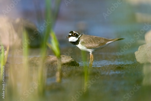 A Little ringed plover is looking for food on the shore of a pond. A Little ringed plover in the nature habitat.  Portrait of a plover. 
