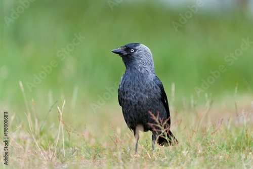 A western jackdaw in the nature habitat. A Eurasian jackdaw walks in the grass and looks for food. Portrait of a European jackdaw. Coloeus monedula
