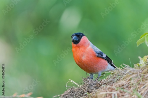 A male bullfinch sits on the ground. A male bullfinch in the nature habitat. Pyrrhula pyrrhula