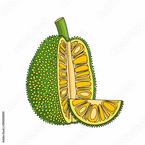 Vector illustration of jackfruit with cut sections showing yellow pulp and seeds, exotic fruit.