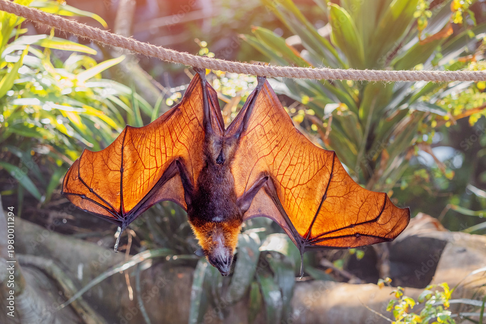 Fototapeta premium Fruit bat, also known as flying fox, hanging upside down on a rope with its translucent wings illuminated by tropical sunlight