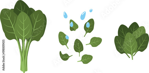 Spinach leaves set with bunch and scattered fresh greens flat vector illustration healthy organic vegetable isolated background