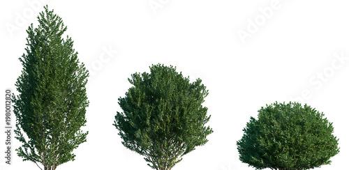 Tableau sur toile Set of Buxus sempervirens (the common box, European box, or boxwood) frontal iso