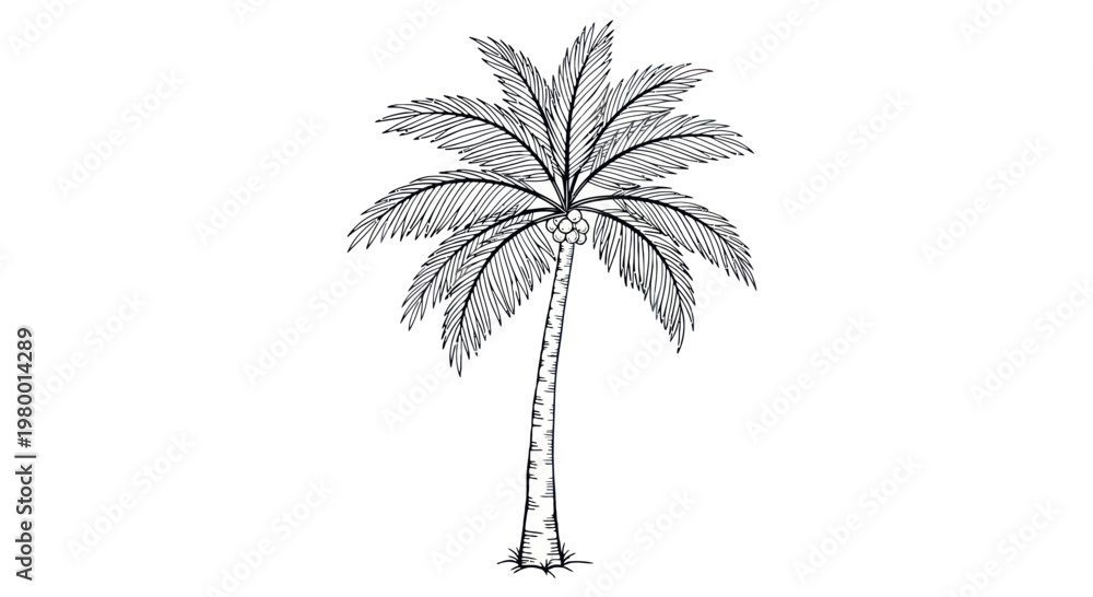 Fototapeta premium Hand-drawn sketch of a single palm tree on a white background