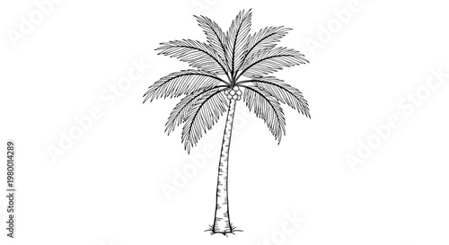 Hand-drawn sketch of a single palm tree on a white background