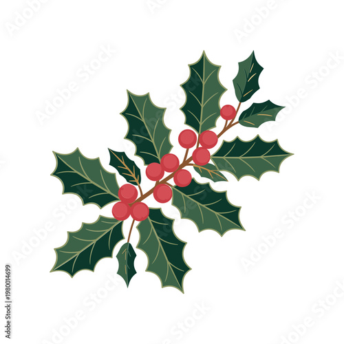 Vector illustration of holly leaves and red berries on white background for Christmas and holiday designs