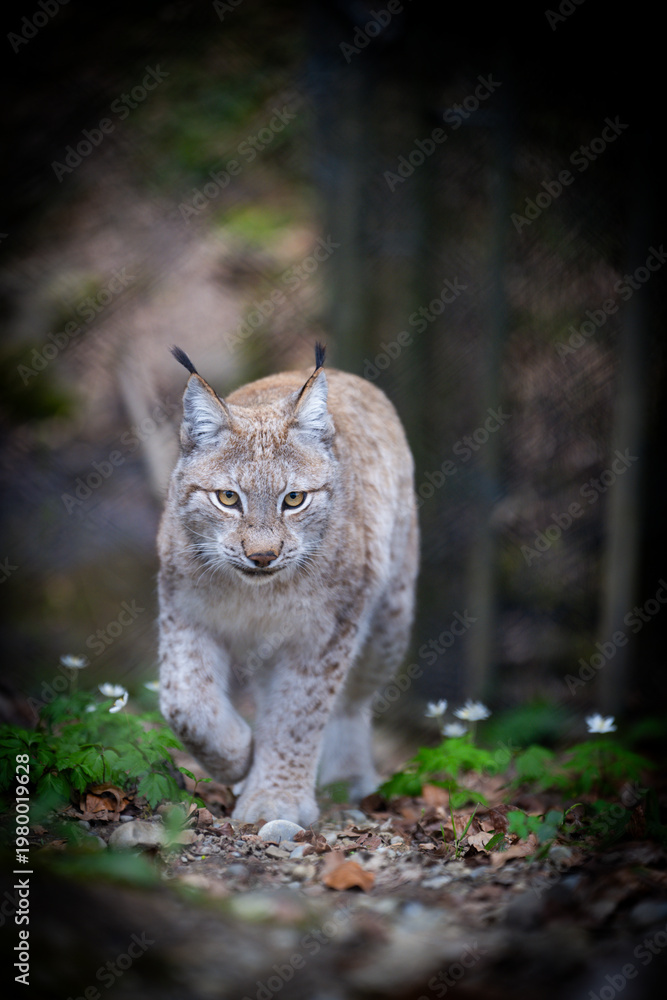 Fototapeta premium lynx in the snow