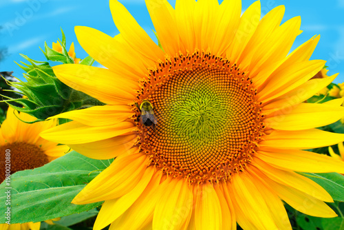 Sunflower attracts bumblebee who feeds on nectar and pollinates the seeds