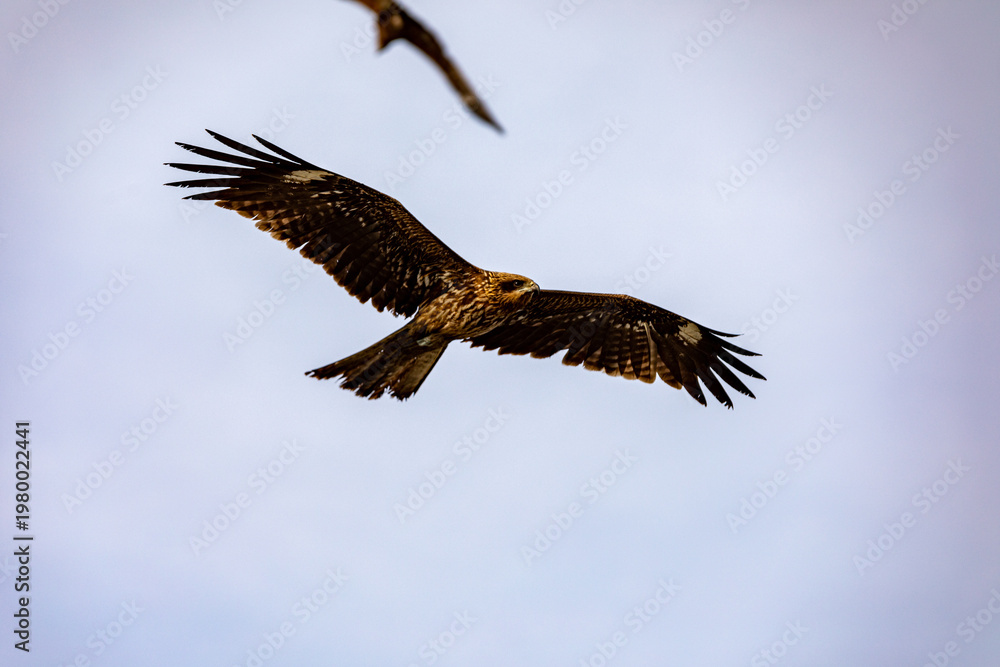 Obraz premium Black kite over rocky coast at Enoshima Japan