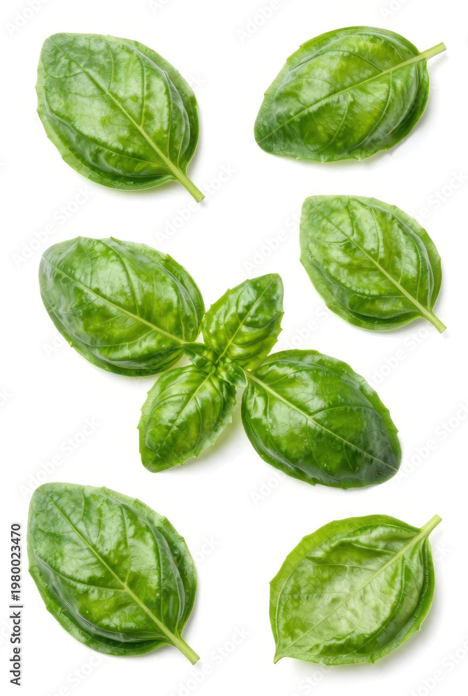 Fototapeta premium Fresh organic basil leaves and aromatic green herbs isolated on a white background make a healthy raw ingredient for natural cooking