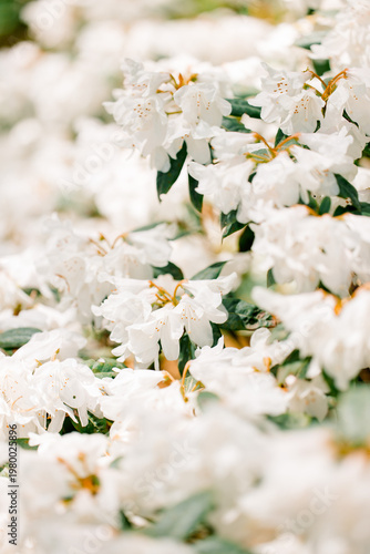 Beautiful spring flowers in bloom with vivid colors. Natural floral background perfect for seasonal and nature concepts.