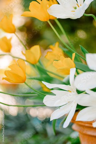 Beautiful spring flowers in bloom with vivid colors. Natural floral background perfect for seasonal and nature concepts.