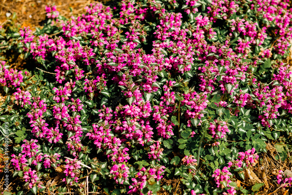 Obraz premium Blooming flowers in a park during spring season. Peaceful outdoor setting with bright colors and natural textures.