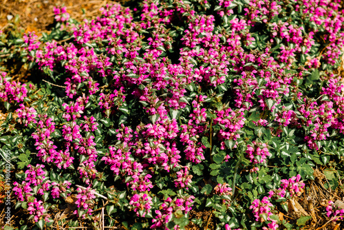Blooming flowers in a park during spring season. Peaceful outdoor setting with bright colors and natural textures.