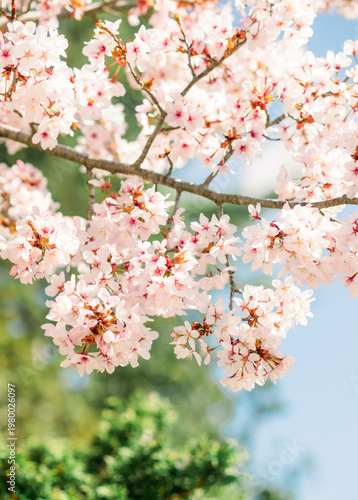 Blooming flowers in a park during spring season. Peaceful outdoor setting with bright colors and natural textures.