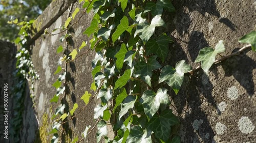 Nature Scene with Tree and Green Foliage