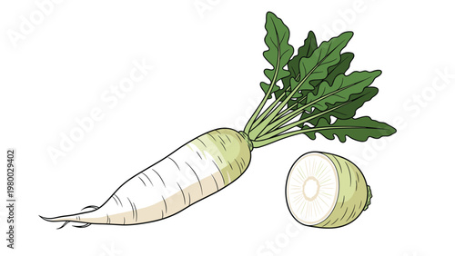 Fresh white daikon radish with green leaves and a separate slice isolated on a white background for food design.