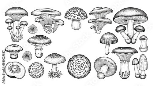 Detailed black and white hand-drawn sketches of various mushroom species displaying their unique shapes, textures, and gill structures.