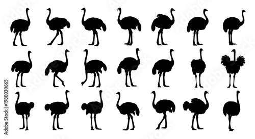 Collection of black ostrich silhouettes in various poses on white background for design and decoration