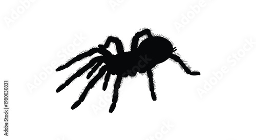 Black tarantula in profile detailed legs and body stark contrast silhouette