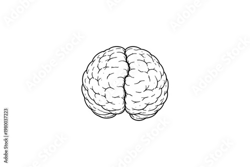Top view illustration of a human brain with detailed convolutions and a clean white background