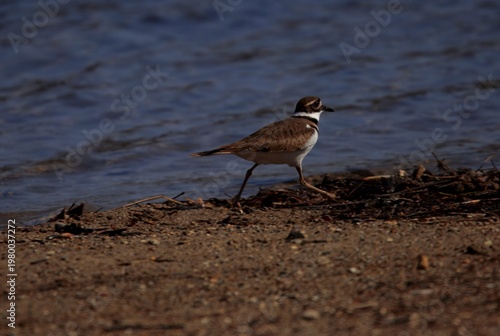 Photography killdear walks along the beach