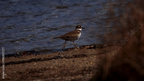 Quadro su tela killdeer scuttling along the beach