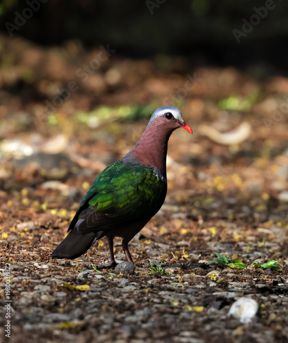 Wild emerald dove or common emerald dove close up on the ground