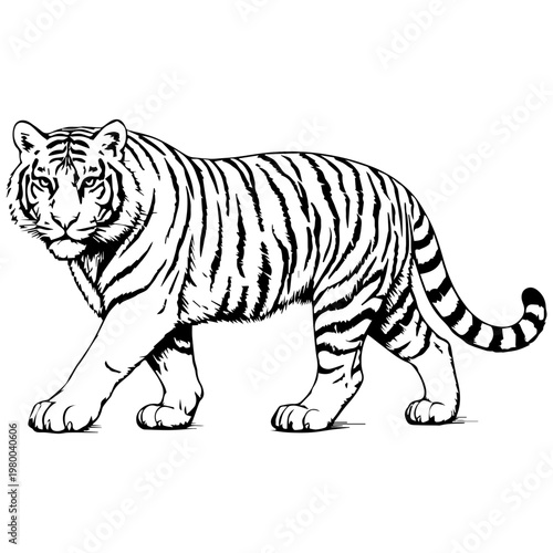 black and white tiger walking, wildlife illustration