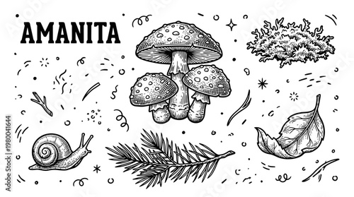 Vintage Hand Drawn Amanita Mushroom Vector Set with Snail, Pine Branch, and Forest Elements in Engraving Style