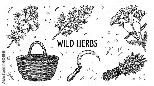 Set of Hand Drawn Wild Herbs Line Art with Foraging Basket and Sickle on Black Background