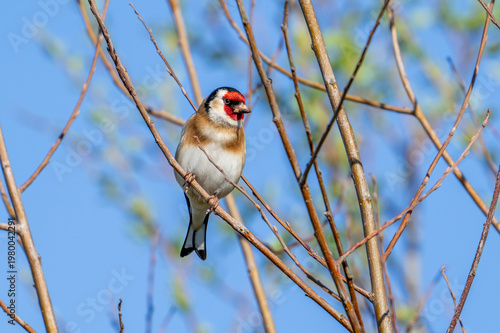 European goldfinch (Carduelis carduelis carduelis) adult male perched in shrub in spring