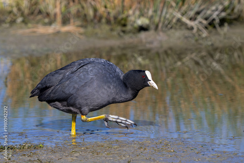 Eurasian coot / common coot (Fulica atra) showing partial webbing on its long, strong webbed toes while foraging along muddy lake shore in spring
