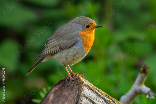European robin (Erithacus rubecula) adult perched on tree trunk in forest in spring