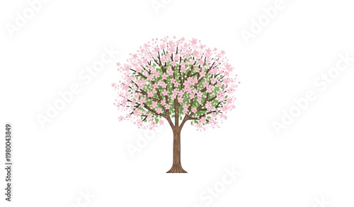 Minimal cherry blossom tree vector flat illustration spring design