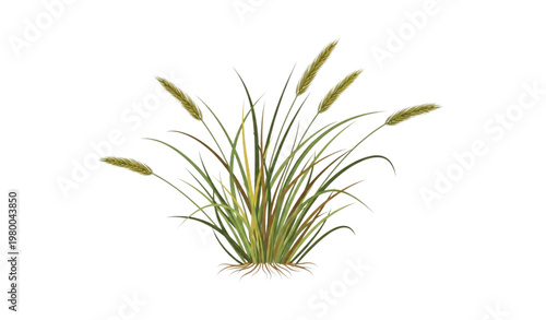 Hairgrass flat vector illustration natural meadow grass plant design