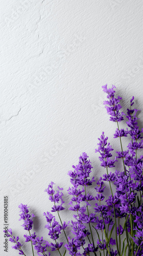 Vibrant lavender flowers arrangement against a textured white wall background