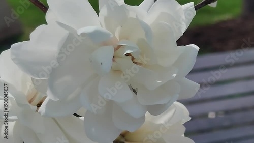 Close-up of delicate white magnolia blossoms opening in spring sunlight