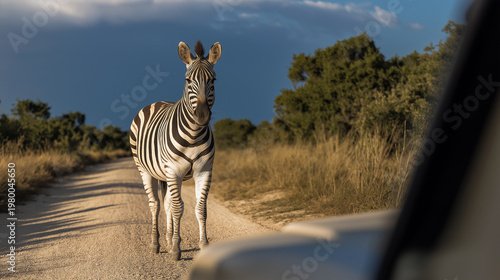 Zebra stands alone on dirt road in savannah during golden hour near wildlife reserve