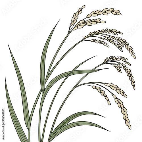 Beautiful green and beige rice plant with long leaves and grain
