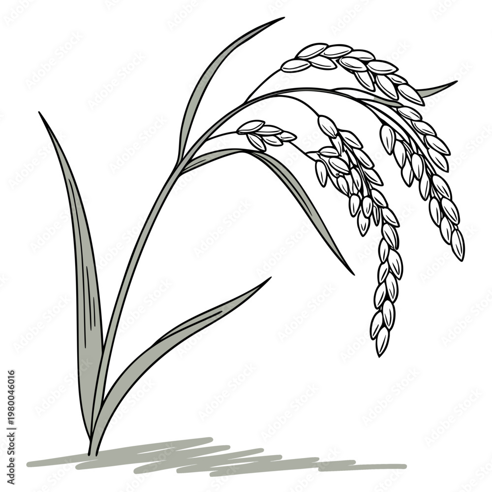 Fototapeta premium A drawing of a rice plant with long leaves and a stem with rice grains