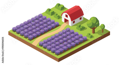 3D isometric view flat style illustration of lavender flower farm with purple fields and countryside house, scenic agriculture landscape