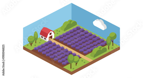 3D isometric view flat style illustration of lavender farm fields with rural house, hay bales, and pathways, showcasing agricultural countryside scenery in a clean organized layout
