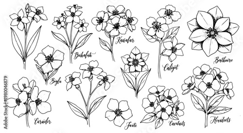 Flower doodle set with thin black line botanical stems and blossoms for scrapbook, tattoo, and greeting card design accents