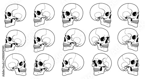 Skulls human anatomical set with detailed bone structure and eye sockets featuring teeth, jaw, medical illustration with black and white and