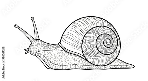 Detailed Line Art Illustration of a Garden Snail with a Spiral Shell.