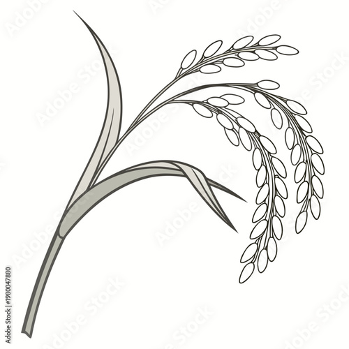 A detailed illustration of a rice plant with long leaves and grain stalks